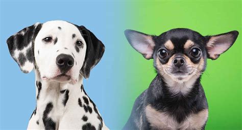 The dalmatian is a large, strong, muscular dog. Dalmatian Chihuahua Mix: A Cross of Two Very Different Breeds