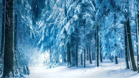 Snowy Dark Forest Wallpaper