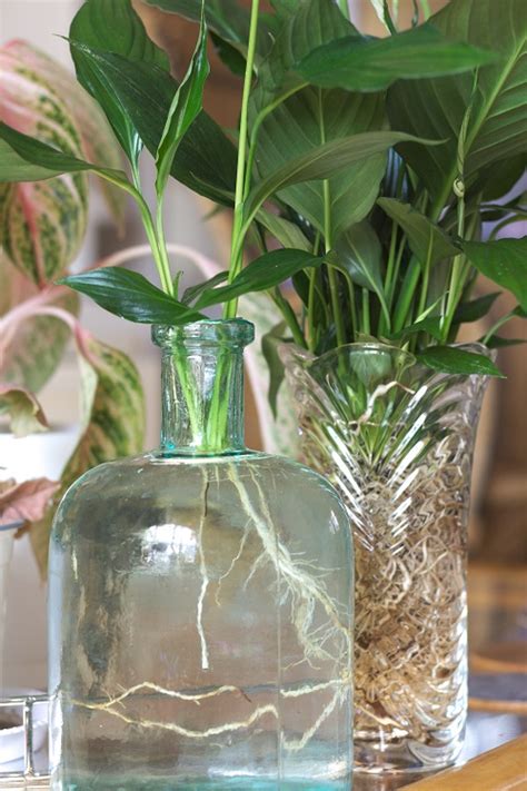 Growing Peace Lily In Water What You Need To Know Houseplant Central