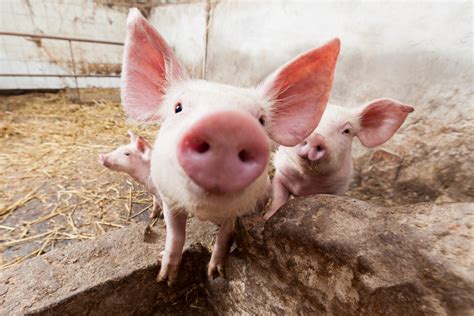Five Extraordinary Facts About Pigs Animal Equality Uk