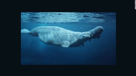 Baby Beluga Whale Born At Georgia Aquarium Cnn Video