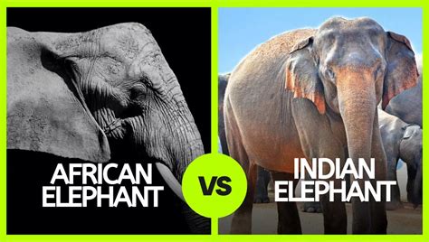 Indian Elephant Vs African Elephant 14 Comparisons