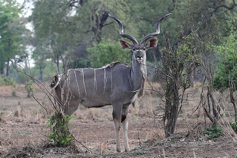 South African Animals — Animals Native To South Africa Worldatlas