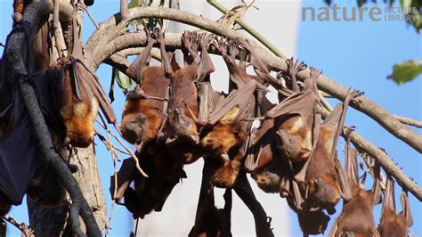 Colony Of Little Red Flying Foxes At Roost With Several Bats Flying In