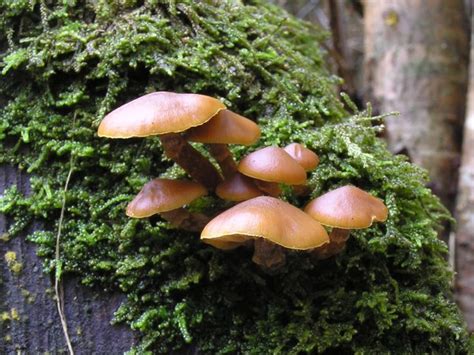 Edible Mushrooms That Grow On Trees In Ohio Turgid Journal Photo Galery