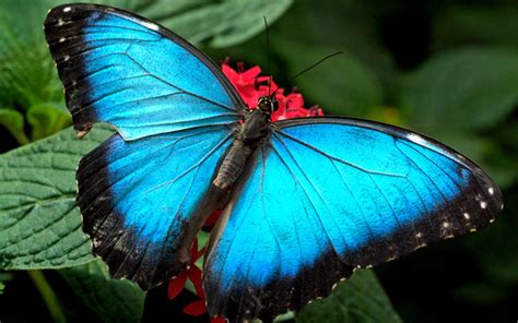Blue Butterfly Butterfly Wallpaper Blue Butterfly
