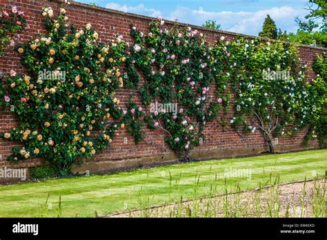 Climbing Roses In The Walled Gardens Of Bowood House In