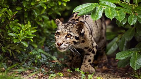 Leopard Shrubs Bing Wallpaper Download