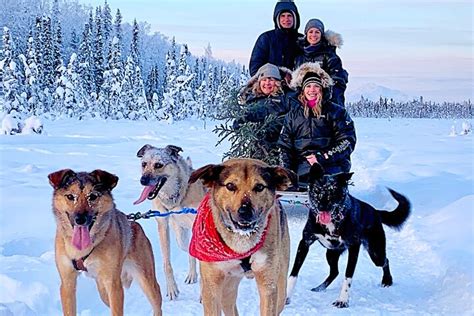Dog Sledding Adventure In Willow Alaska Anchorage