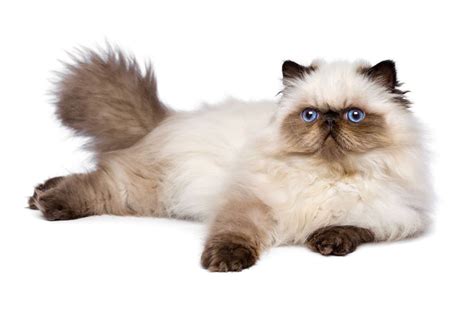 Things You Didnt Know About The Himalayan Cat Himalayan Cat Cat