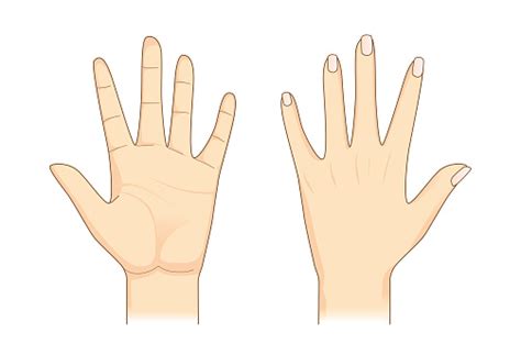 Human Hand In Front And Back Side Stock Illustration Download Image