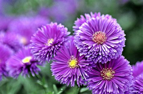 It was first discovered in 1932 and is native to the grasslands of india. Purple Flower Names - Enlisted With a Beautiful Photo ...
