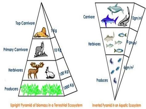 The reason for the pyramid shape is simple. Food chain,food web and ecological pyramids
