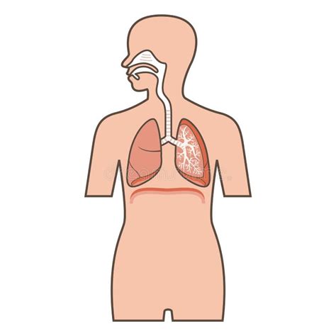 Sistema Respiratorio En Sistema Respiratorio Dibujo Sistema Images Porn Sex Picture