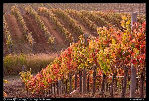 Picturephoto Wine Grape Vines In Vineyard In Fall Napa Valley