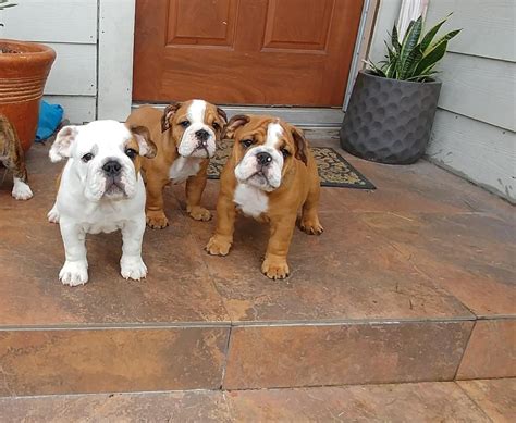 Browse photos, see new properties, get open house info, and research neighborhoods on trulia. English Bulldog Puppies For Sale | San Antonio, TX #262524