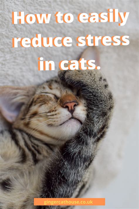 Stressed Cats How To Keep Your Cat Calm During Times Of Change Artofit