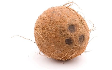 Evolution Why Does A Coconut Have Exactly Three Holes Biology
