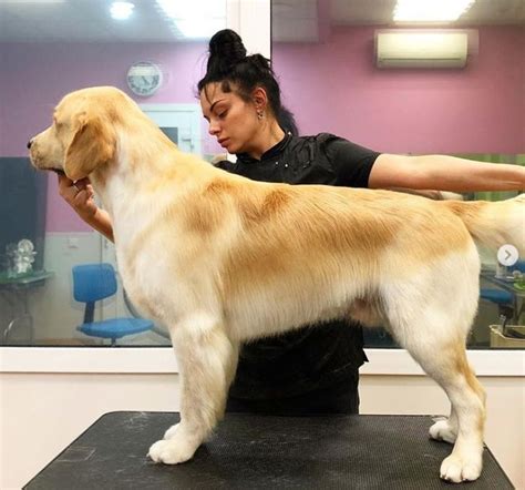 15 Best Golden Retriever Haircuts for Dog Lovers | Golden retriever