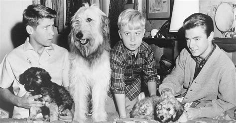 Do You Know The Dogs Of 1960s Television