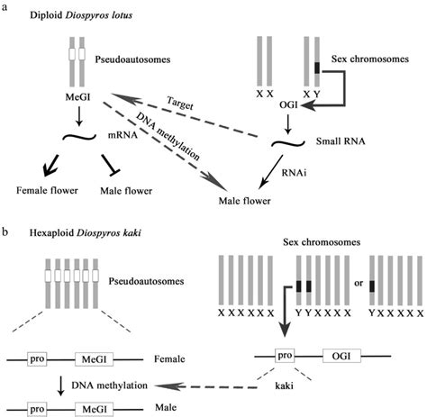 Diagram Of Sex Evolution Model Of Persimmon A Genetic Sex