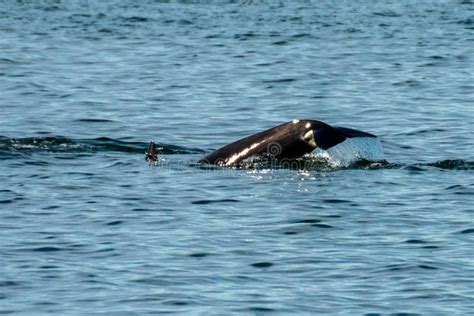 Transient Orca Whales Seen In Saratoga Passage Stock Image Image Of