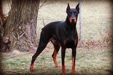 Free Download Doberman Pinscher My Doggy Rocks 1920x1200 For Your