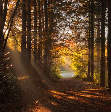 Woodland Path In Autumn