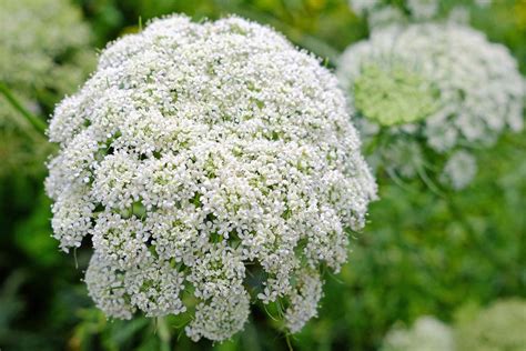 How To Grow Queen Annes Lace Daucus Carota