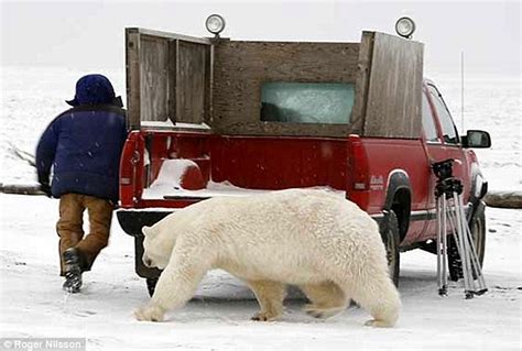 Chilling Game Of Hide And Seek With A Hungry Polar Bear Daily Mail Online