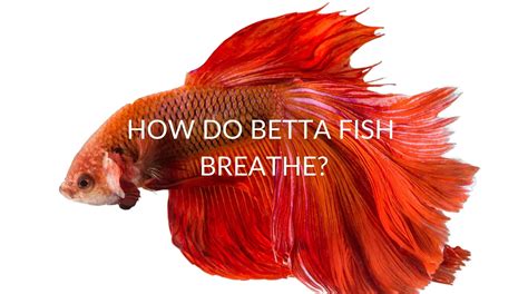 How Do Betta Fish Breathe And Why They Breathe Air Betta Care Fish Guide