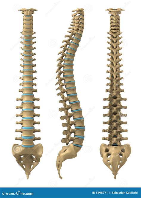 Spine; Spinal Column; Vertebrae; Vertebral Column