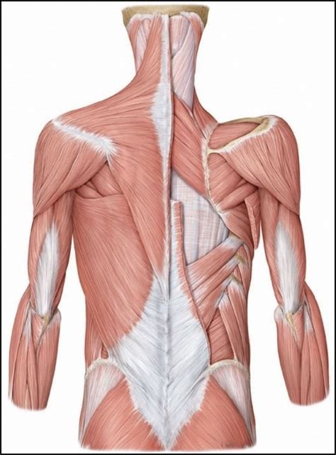 Superficial Back Muscles Diagram Quizlet