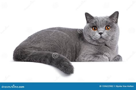 Blue Female British Shorthair Cat On White Stock Photo Image Of