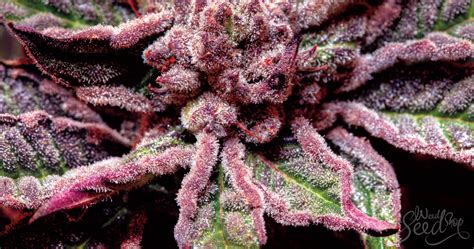 Why Some Strains Of Cannabis Are Purple Weedseedshop