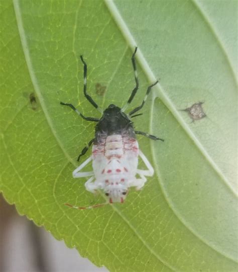 It might have came from shipping in asian countries. Nymph of a brown marmorated stink bug - PEST CONTROL CANADA