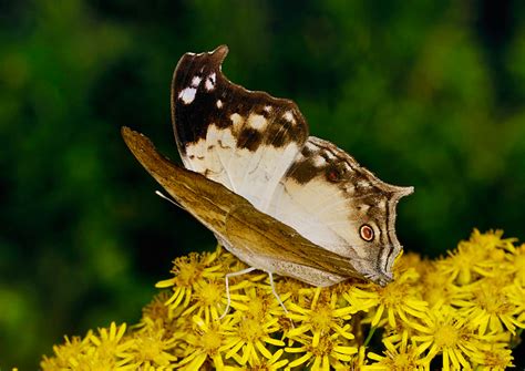 Butterfly Safari In South Africa Greenwings Wildlife Holidays