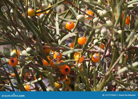 Native Australian Tree With Small Orange Berries Stock Photo Image Of