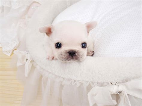 See more of french bulldog on facebook. Fiona White Teacup Frenchie