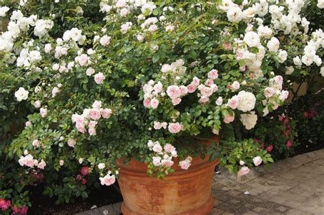 Roses In Pots Ludwigs Roses