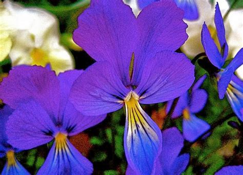 Flower Homes Viola Flowers