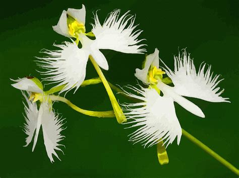 The White Egret Flower Digital Art By Don Kuing