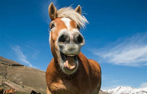 9 Funny Horse Show Videos Lovetoknow