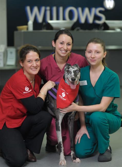 Doggy Donors Donate Enough Blood To Save The Lives Of 44 Sick And
