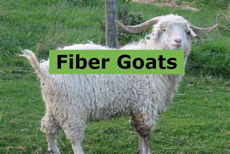 Learn How To Raise Fiber Goats Like Angora Goats For Mohair And