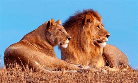 Las leonas representan la fuerza, la vigilancia y el instinto protector. Taxonomía de los leones