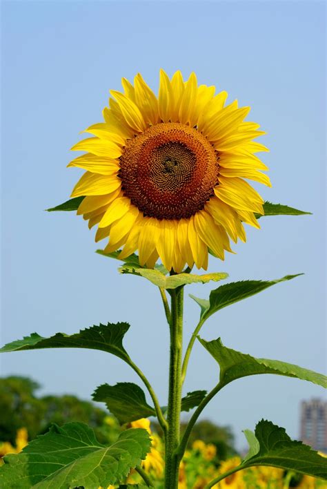 Gambar Bunga Matahari Bunga Matahari Mari Mengenalnya Lebih Jauh Riset