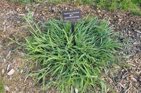 We want the user to have an excellent experience. Different Types Of Crabgrass - How Many Types Of Crabgrass ...