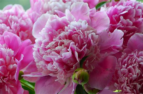 Aggregate More Than Peony Desktop Wallpaper Best In Cdgdbentre
