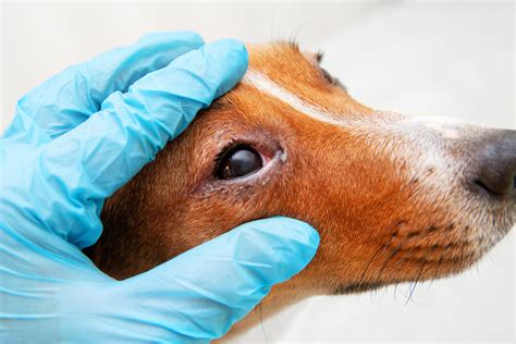 8 Steps To Treating Green Eye Discharge In Dogs Dr Dobias